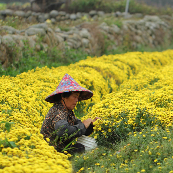 【杭菊季】無毒乾燥杭菊