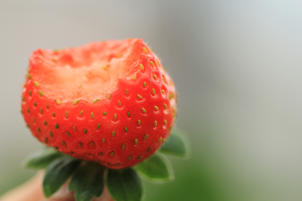 【快速出貨】蜜香草莓（特大顆）30顆 - 760g