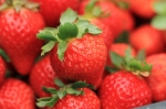 【快速出貨】蜜香草莓（中等大）48顆 - 900g
