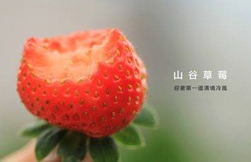 山谷草莓