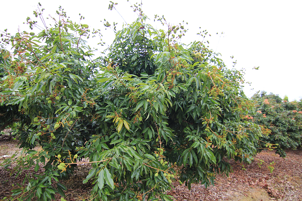 歡喜玉荷包3台斤x4箱