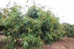 歡喜玉荷包3台斤x4箱