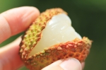 歡喜玉荷包3台斤/箱