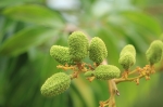 歡喜玉荷包3台斤/箱