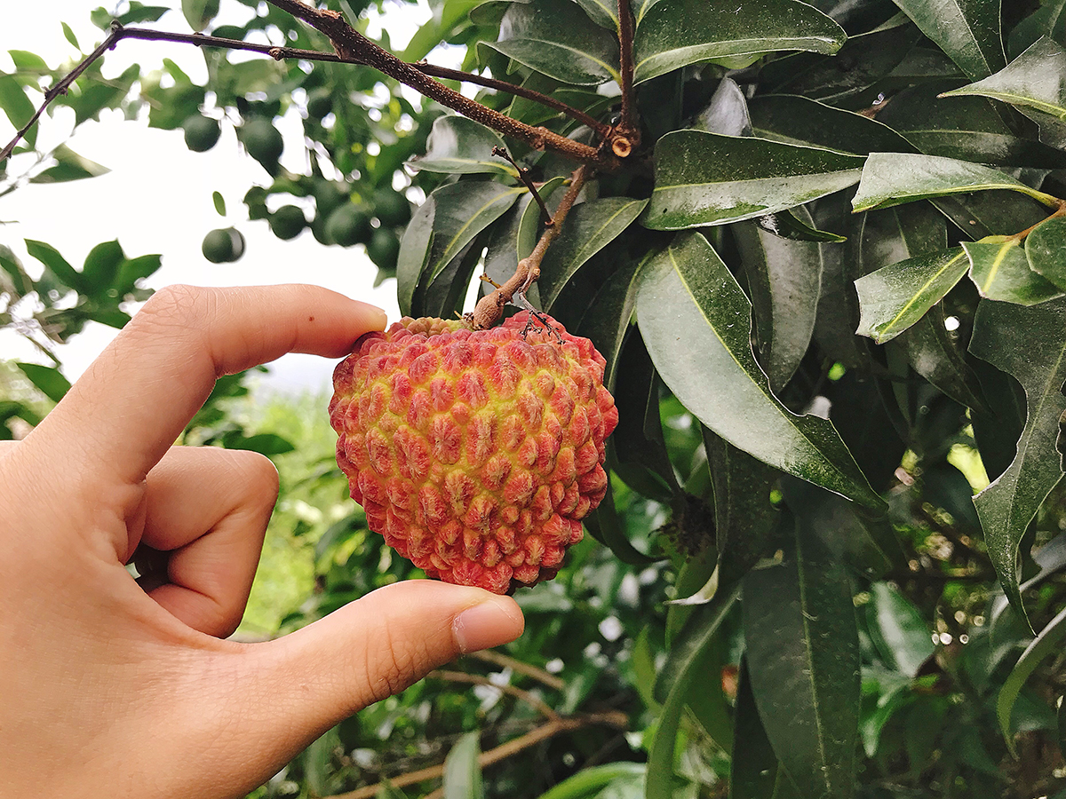 售完「巨無霸」紅心皇后荔枝8顆裝