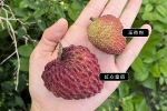 售完「巨無霸」紅心皇后荔枝8顆裝
